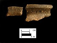 Clemson Island rim sherds with punctates and cord-impressed decoration from Herman Barton Village, site 18AG3/193. 